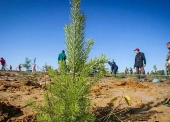 В 2026 году по нацпроекту «Экологическое благополучие» нужно восстановить порядка 10 тысяч га лесов 