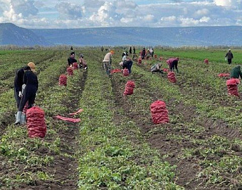 В Якутии собрано более 46 тысяч тонн картофеля и овощей