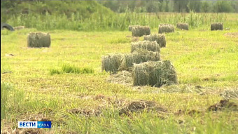 Аграрии Якутии заготовили более 365 тысяч тонн сена 